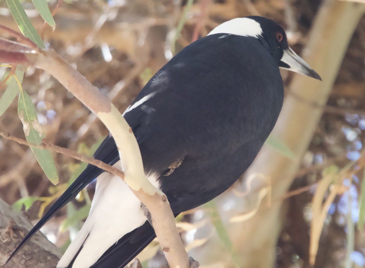 Australian Magpie (Black-backed) - ML619218142
