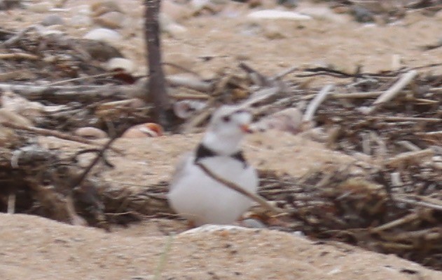 Piping Plover - ML619218190