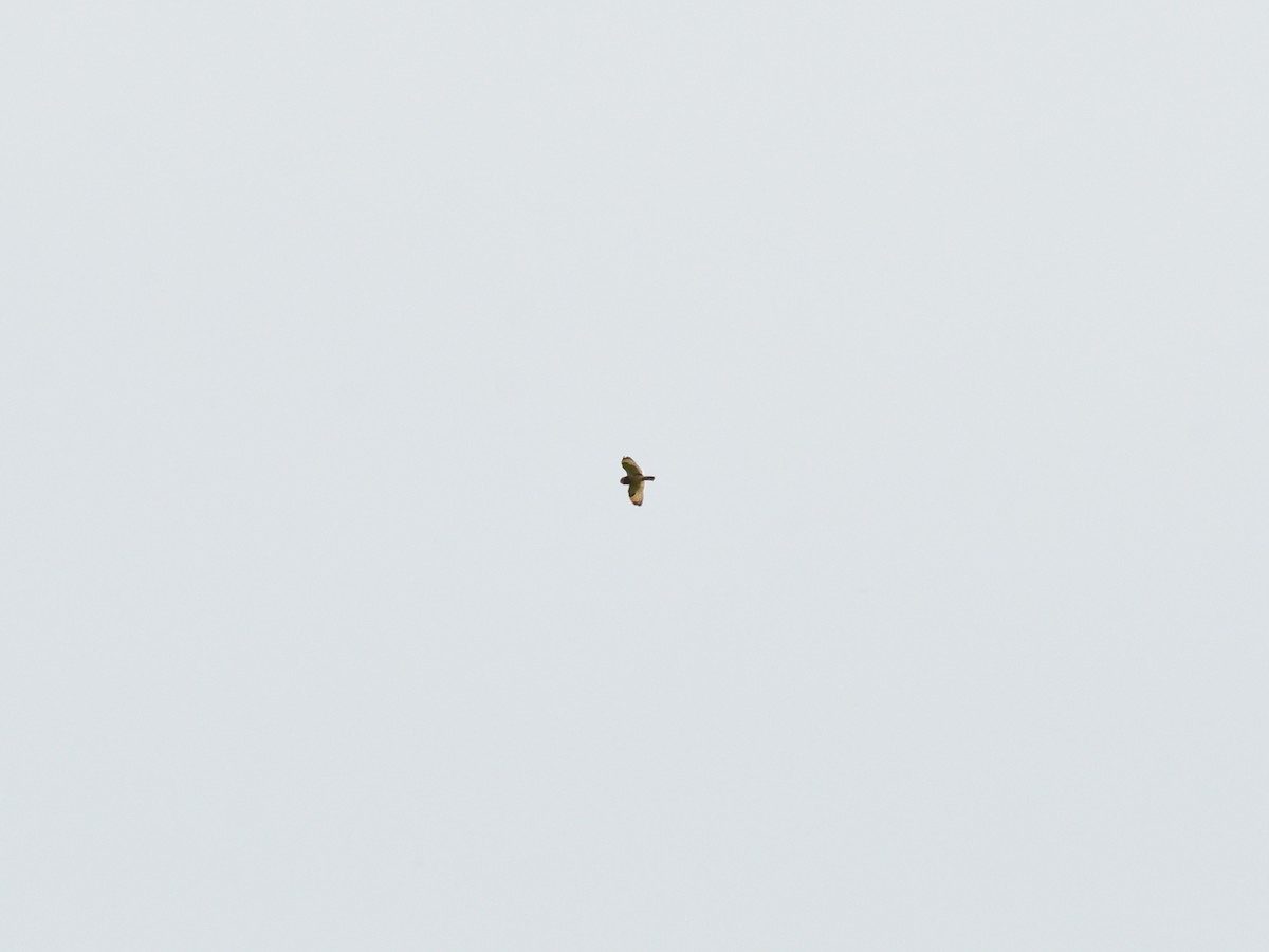 Short-eared Owl - ML619218206