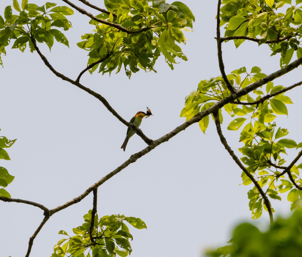 Chestnut-headed Bee-eater - ML619218258