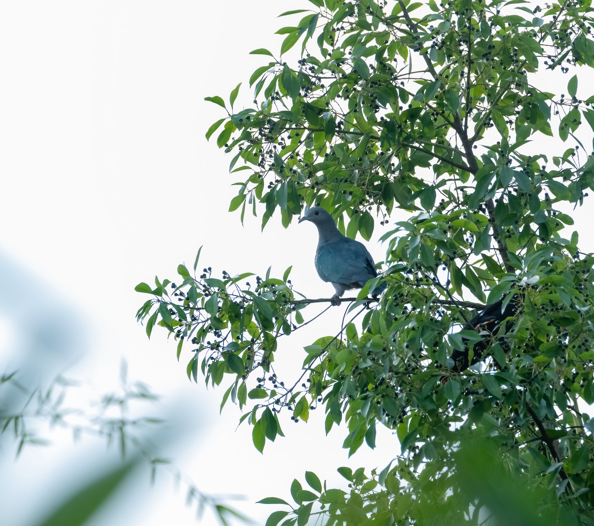 Бронзовый плодовый голубь - ML619218263