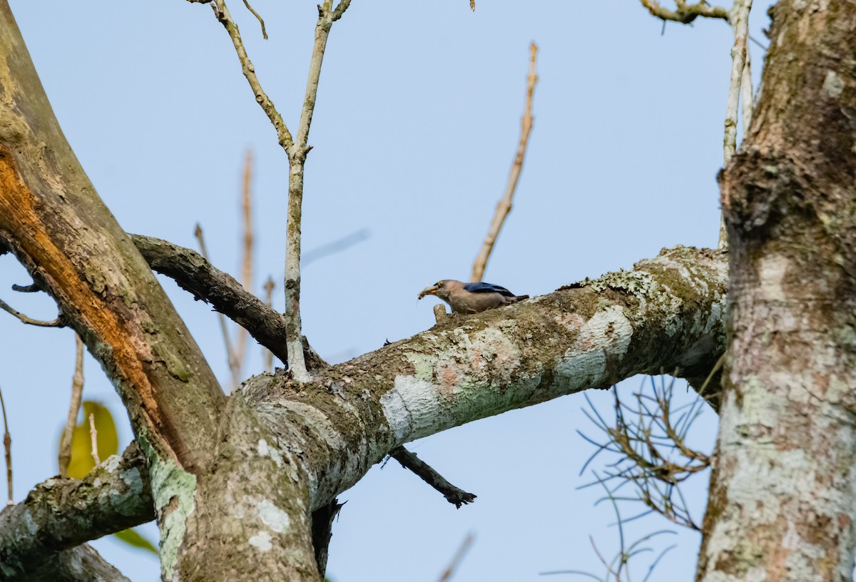 Velvet-fronted Nuthatch - ML619218268