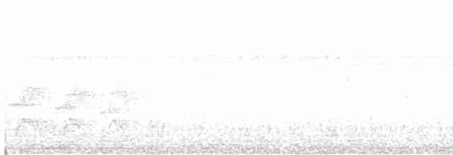 holub neotropický - ML619218298