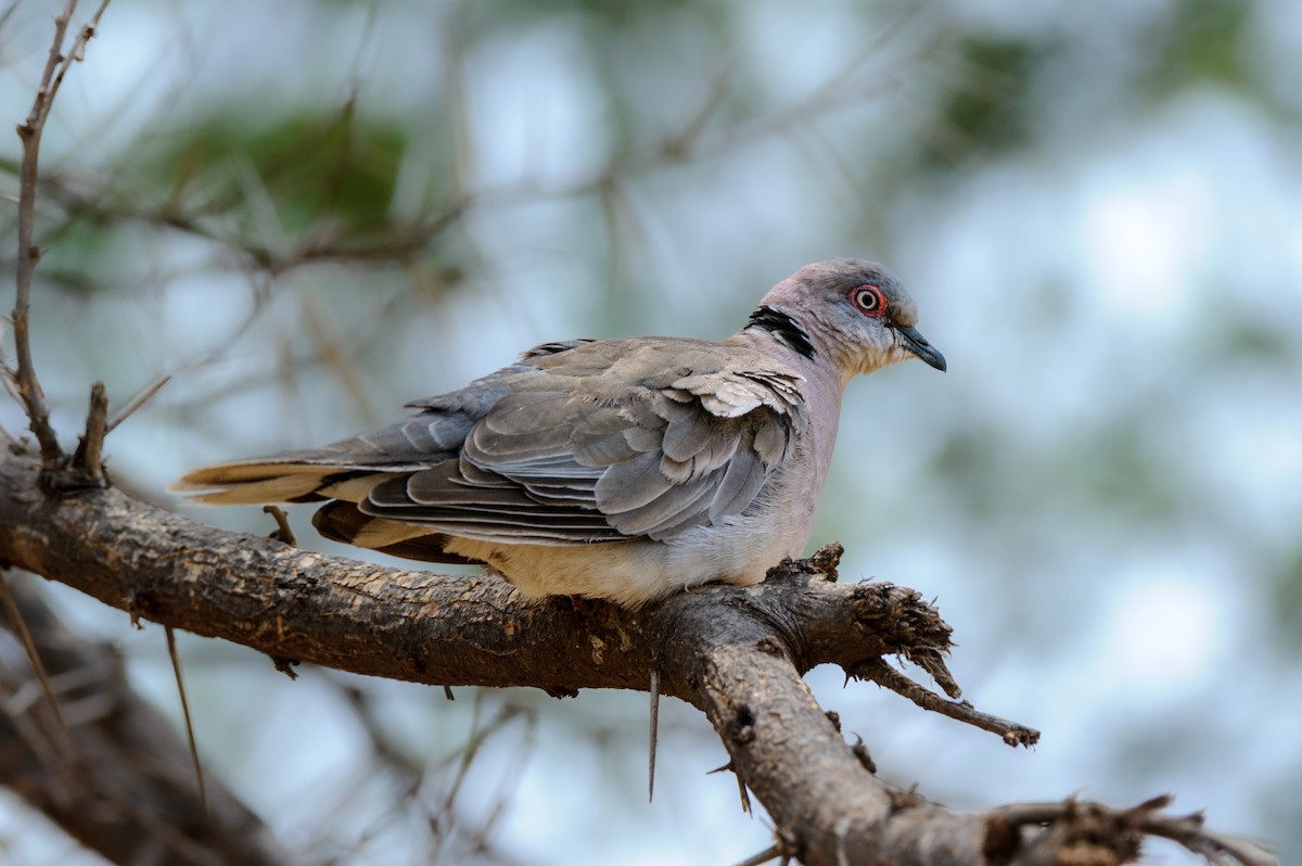 Mourning Collared-Dove - ML619218323