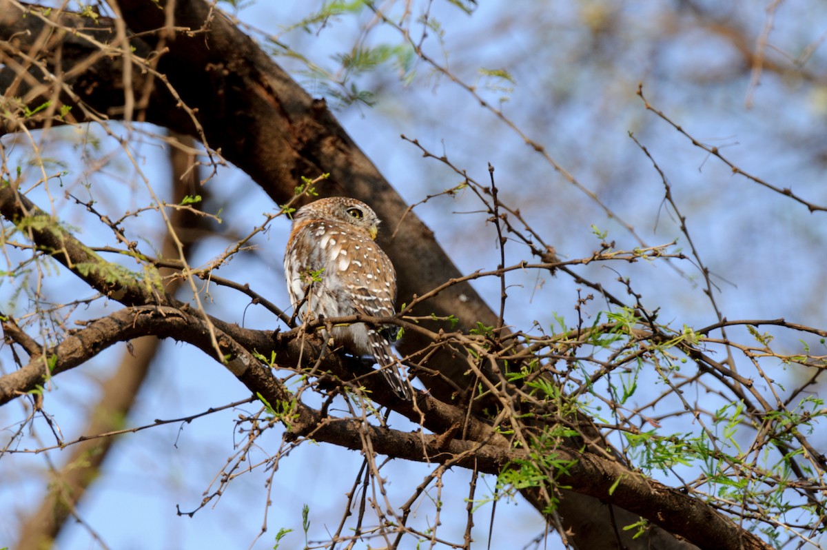 Pearl-spotted Owlet - ML619218348