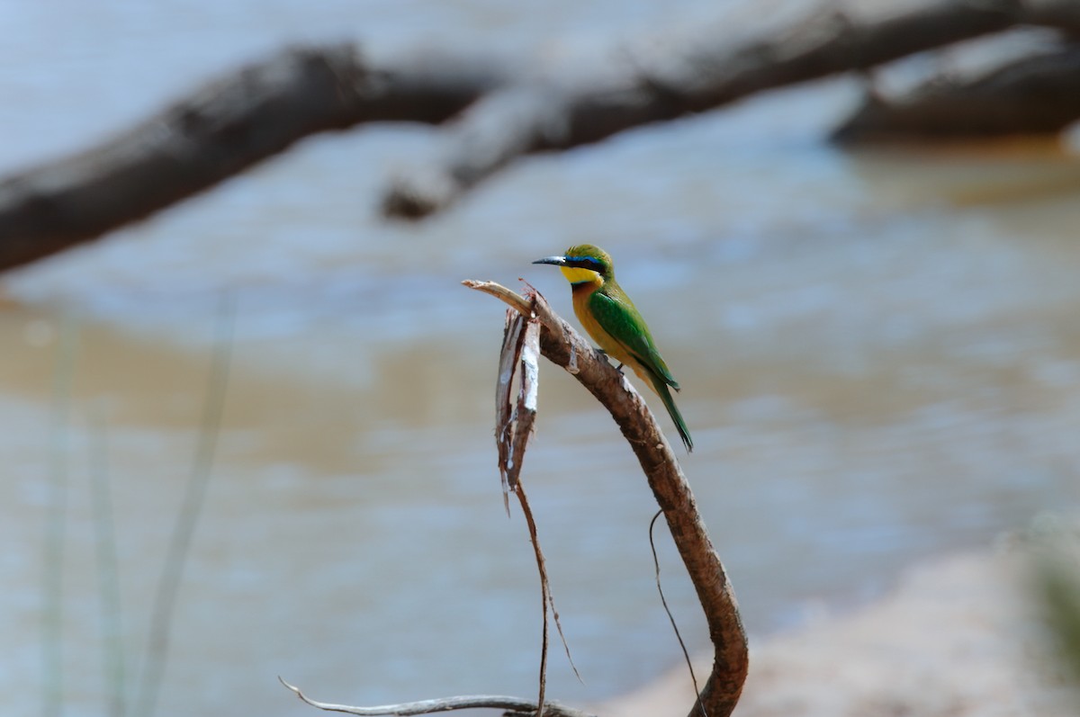 Little Bee-eater - ML619218359