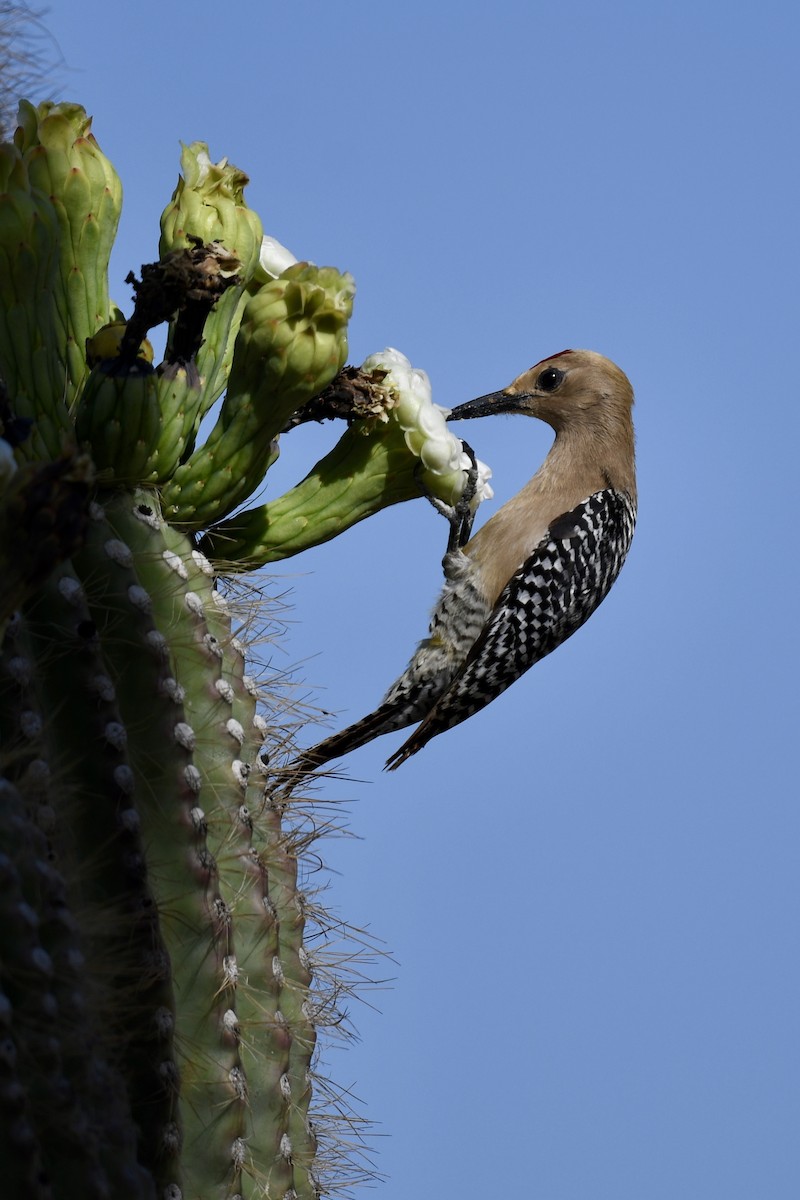 Gila Woodpecker - ML619218361