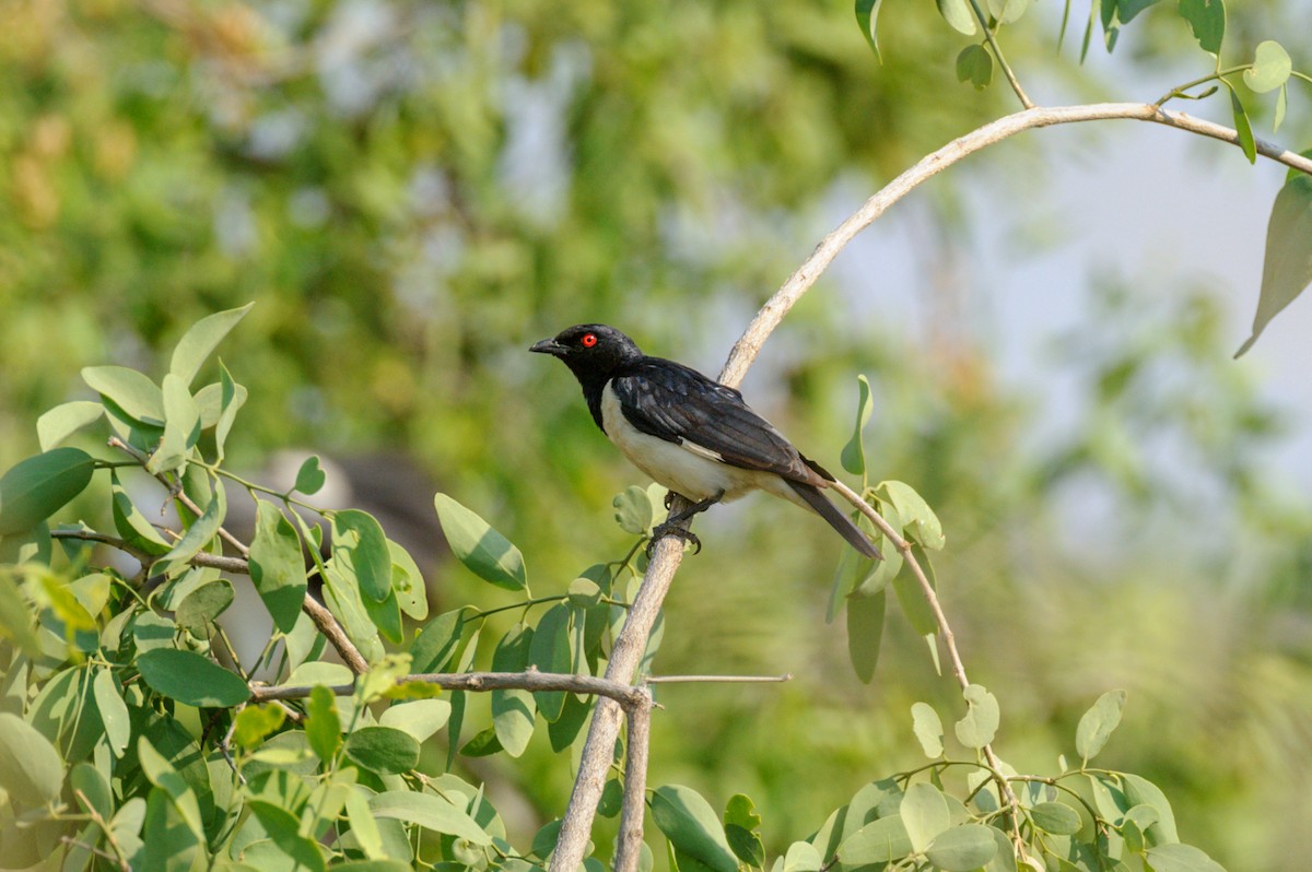 Magpie Starling - ML619218369