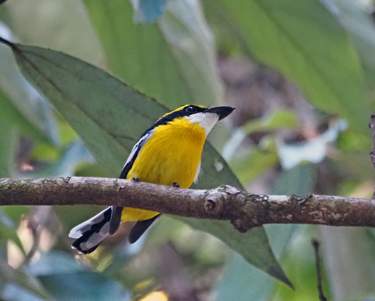 Yellow-breasted Boatbill - ML619218371