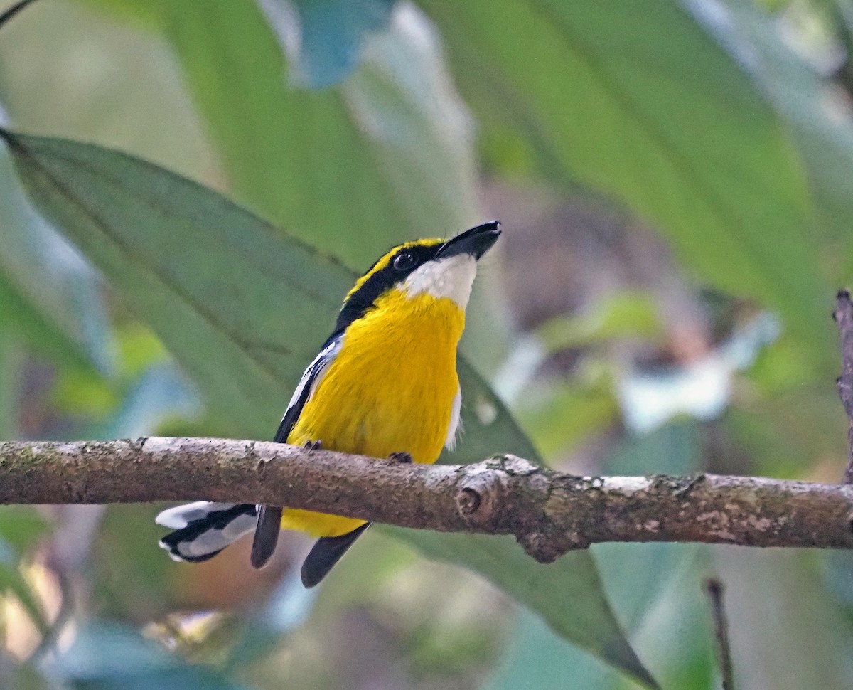 Yellow-breasted Boatbill - ML619218378