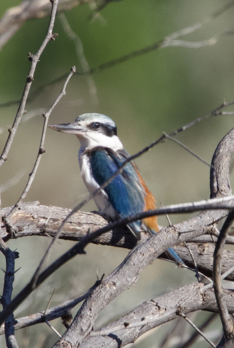 Red-backed Kingfisher - ML619218396