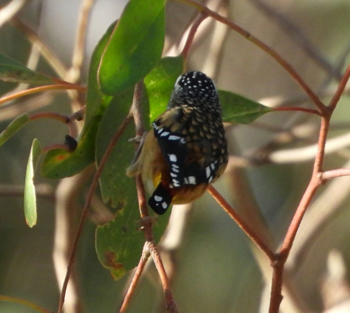 Spotted Pardalote - ML619218402