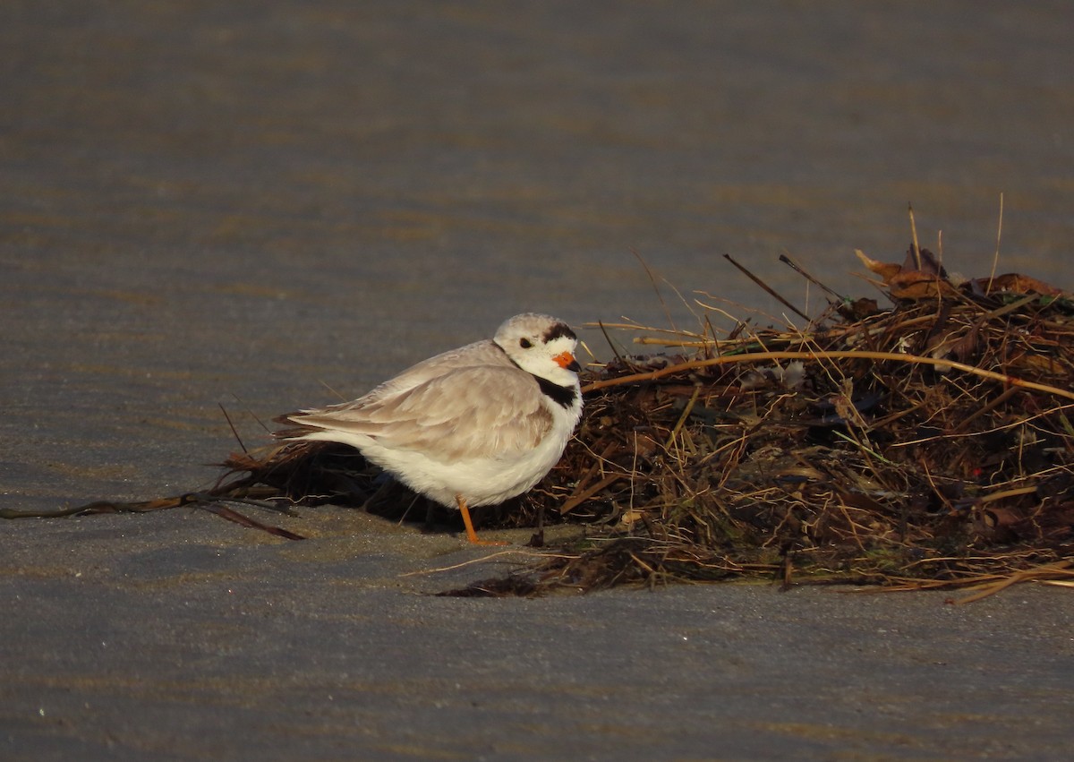 Piping Plover - ML619218486