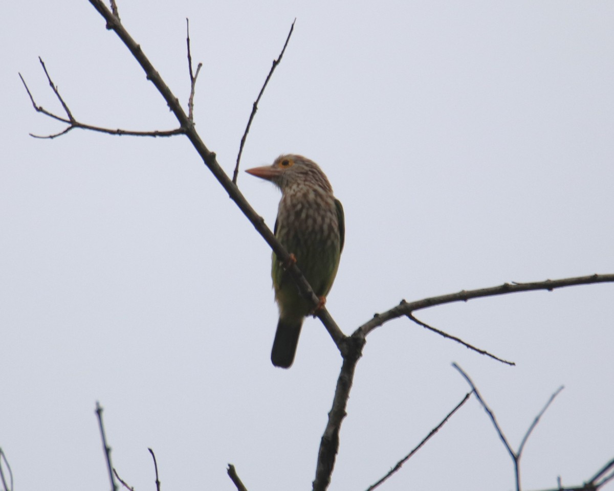 Lineated Barbet - ML619218529