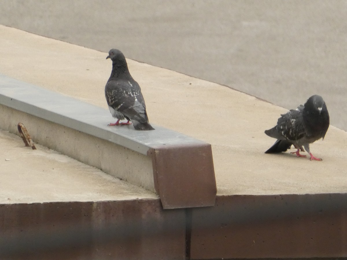 Rock Pigeon (Feral Pigeon) - ML619218549