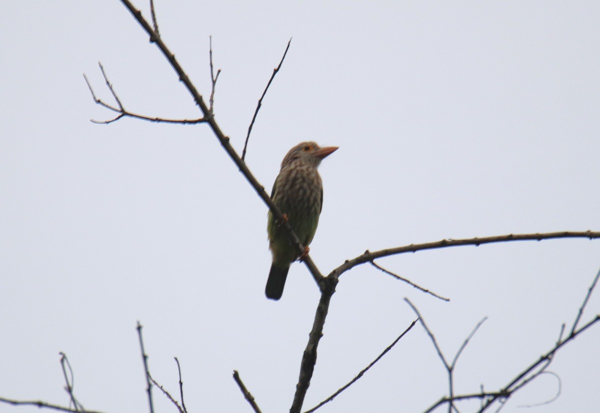 Lineated Barbet - ML619218550