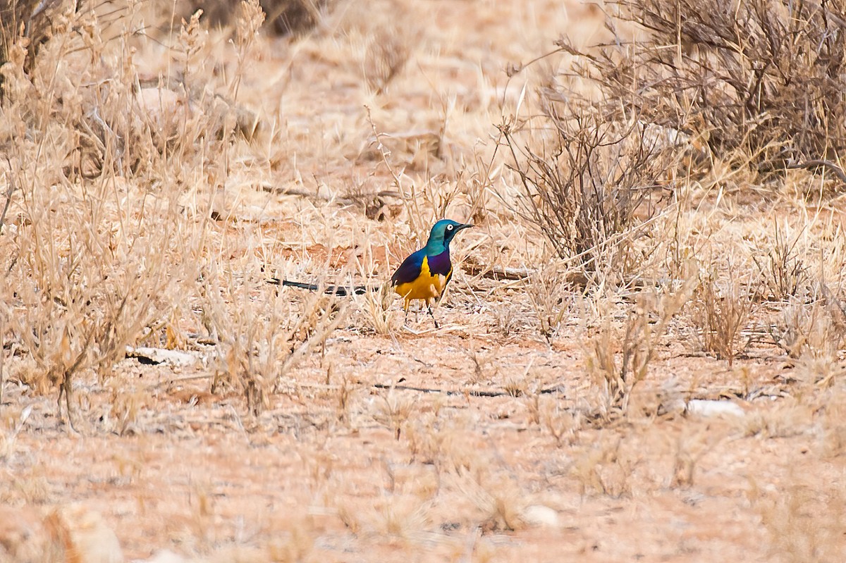 Golden-breasted Starling - ML619218551