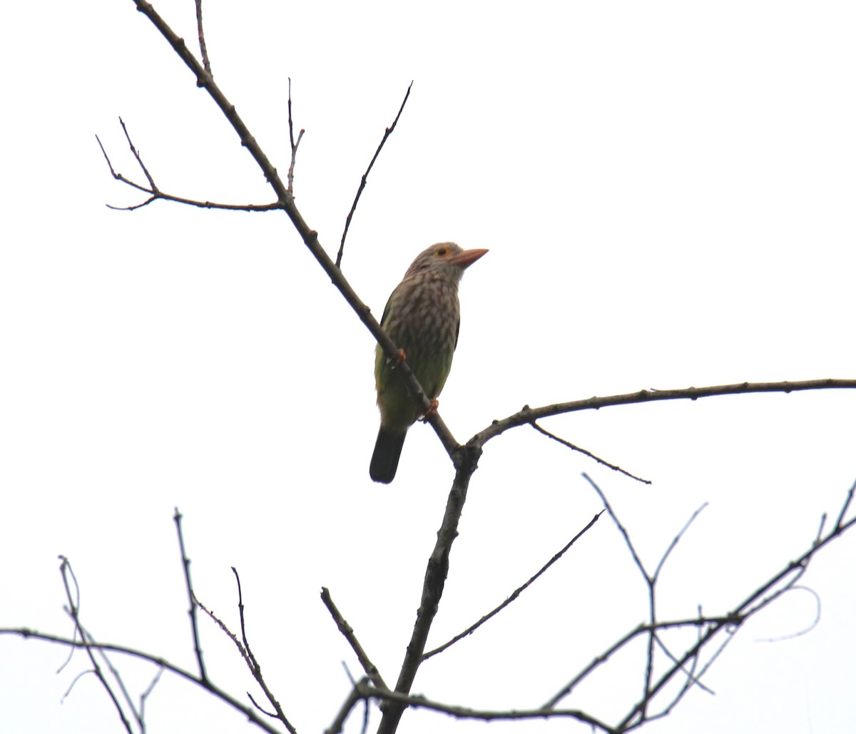 Lineated Barbet - ML619218567