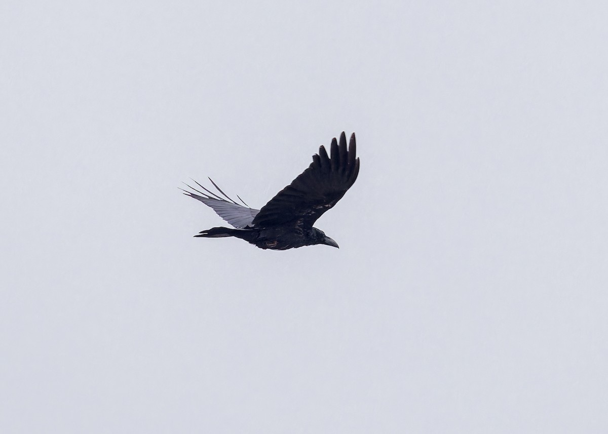 Large-billed Crow - ML619218568
