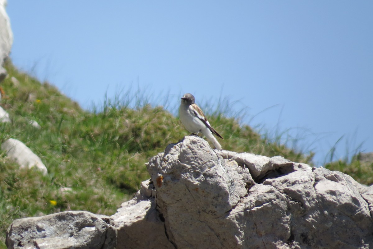 White-winged Snowfinch - ML619218638