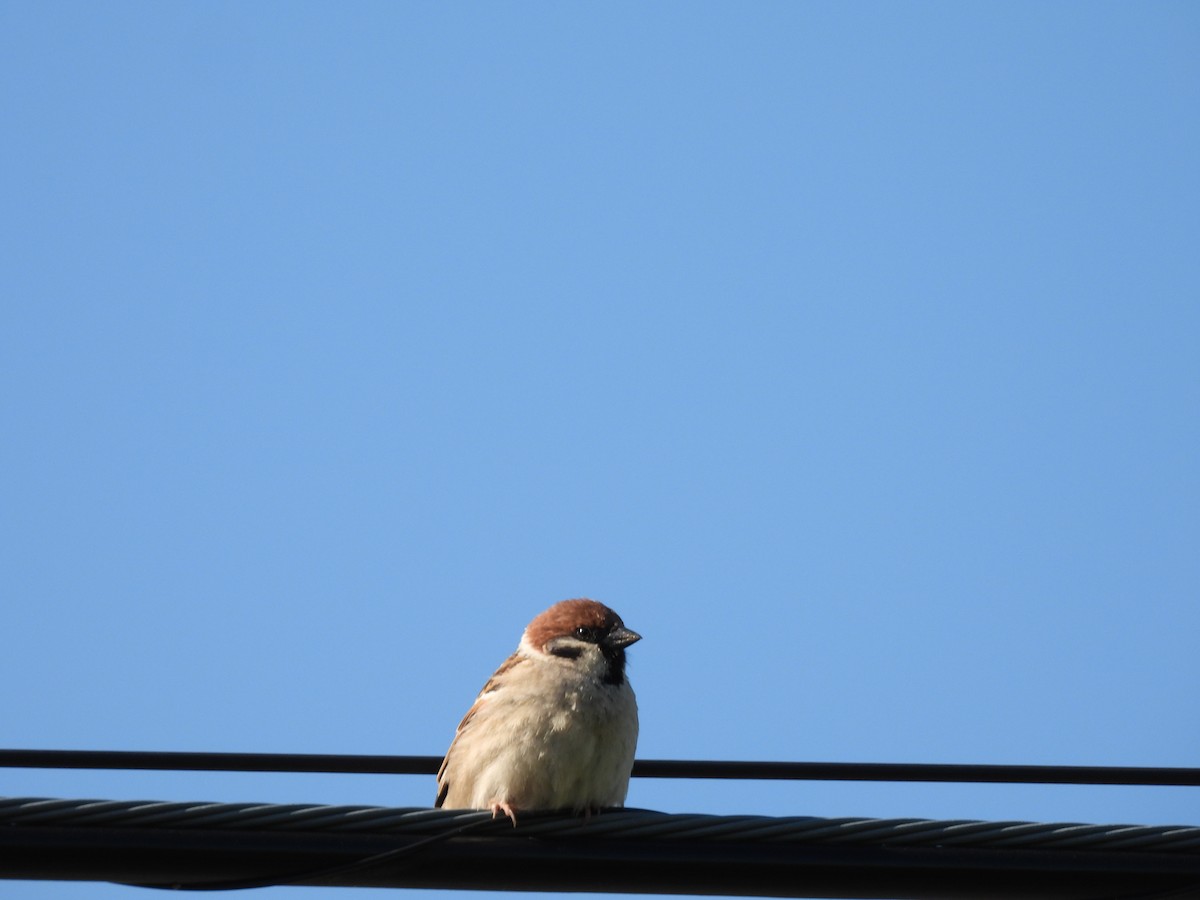 Eurasian Tree Sparrow - ML619218647