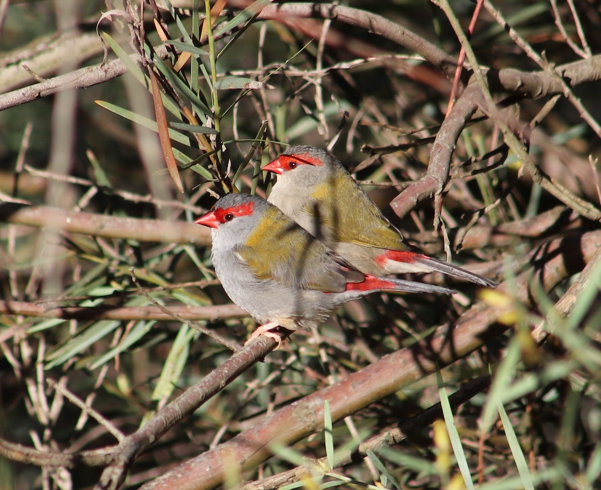 Red-browed Firetail - ML619218648