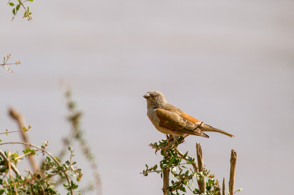 Parrot-billed Sparrow - ML619218701