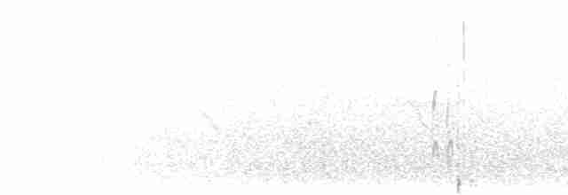 White-faced Plover - ML619218715