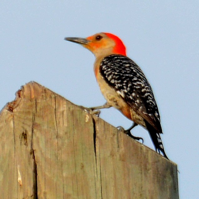 Red-bellied Woodpecker - ML619218752