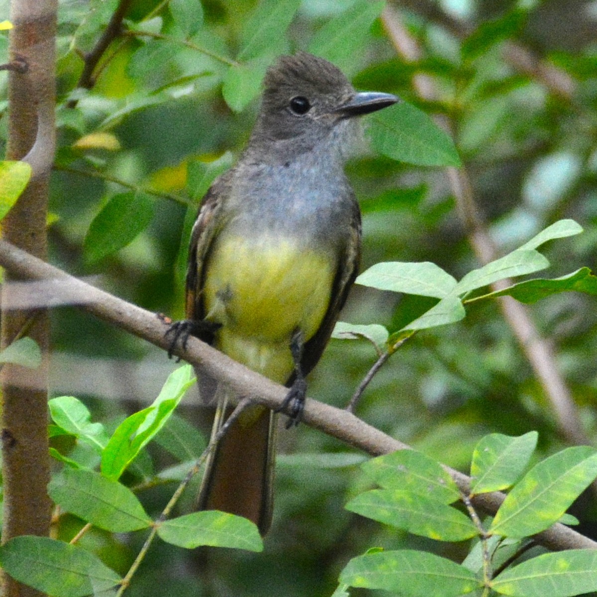 Great Crested Flycatcher - ML619218759