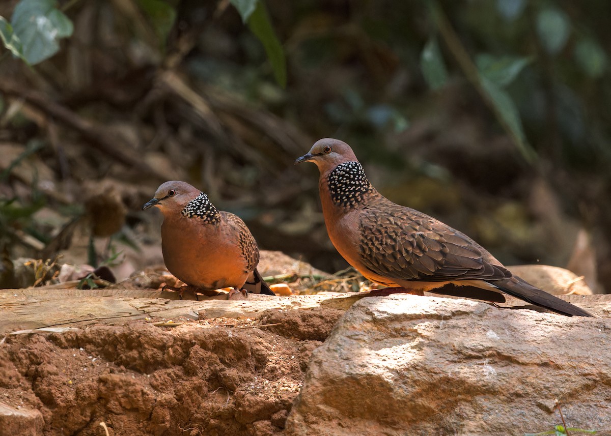 Spotted Dove - ML619218765
