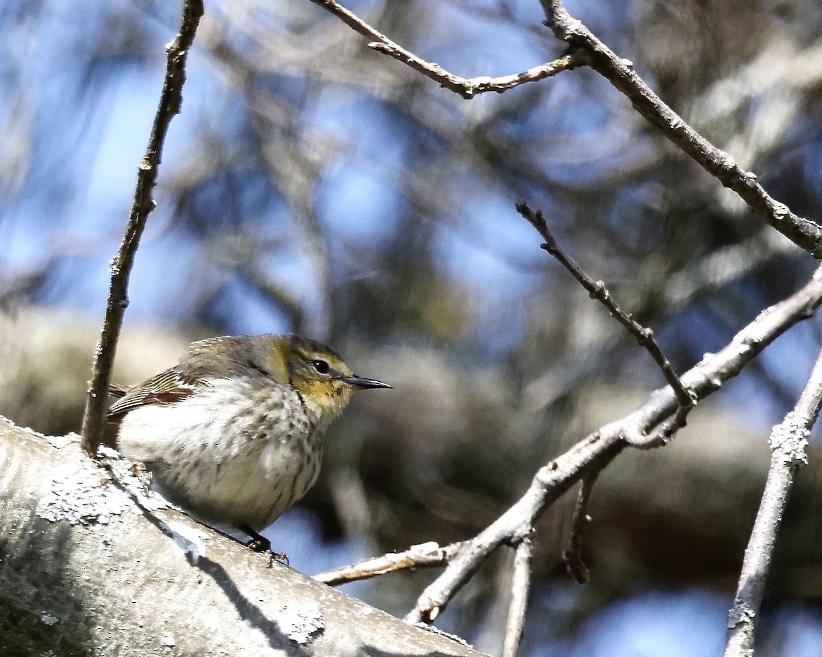 Cape May Warbler - ML619218776