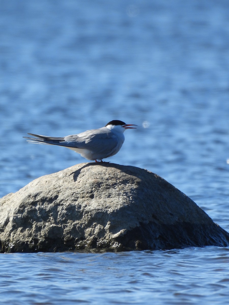 Common Tern - ML619218779