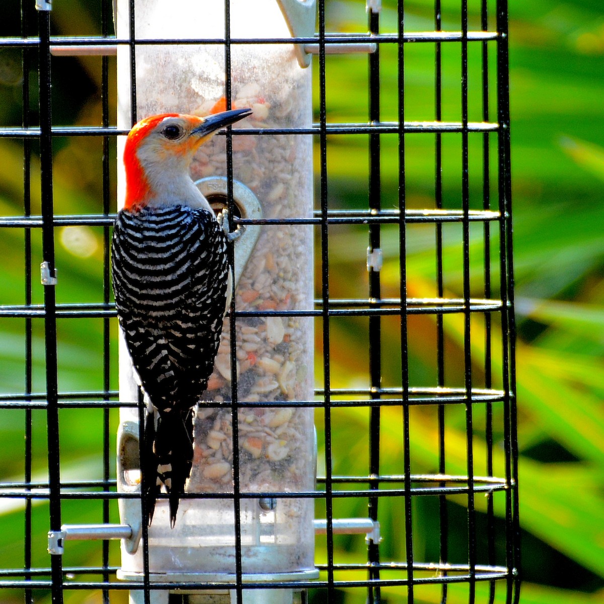 Red-bellied Woodpecker - ML619218806