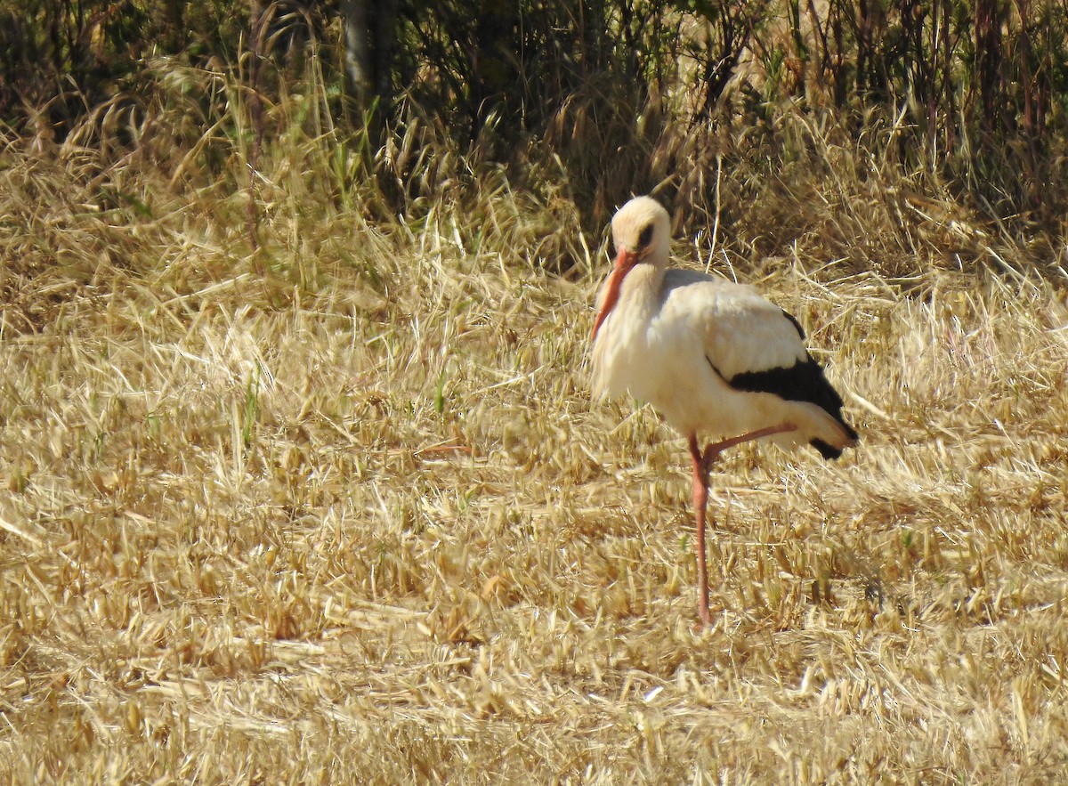 White Stork - ML619218822