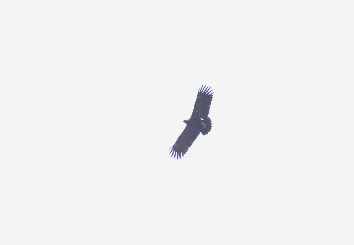 Greater Spotted Eagle - ML619218839
