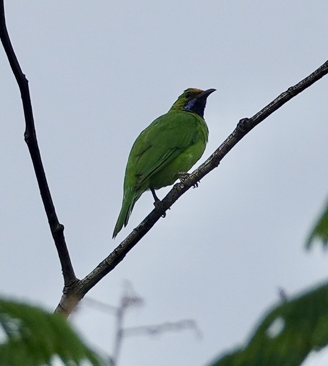 Golden-fronted Leafbird - ML619218864