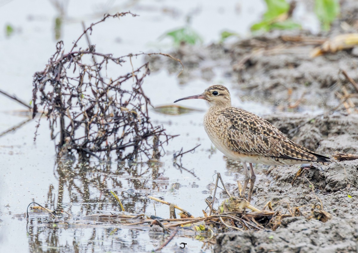 Little Curlew - ML619218873