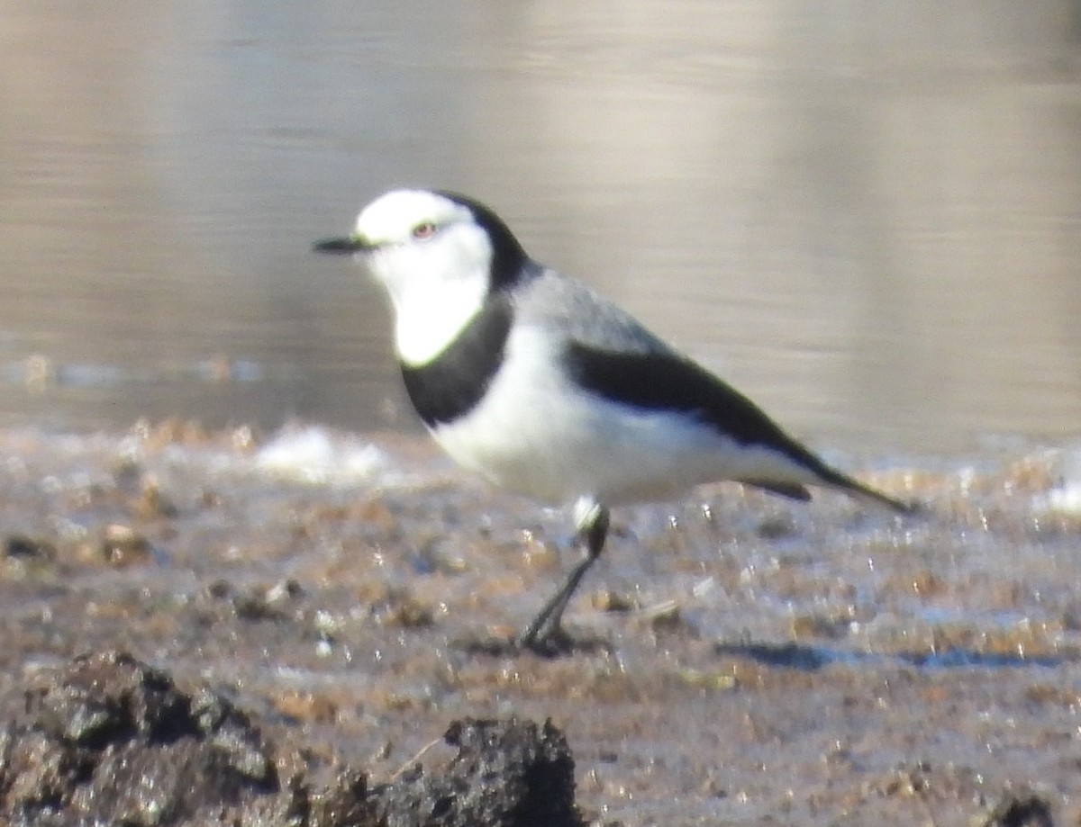 White-fronted Chat - ML619218898