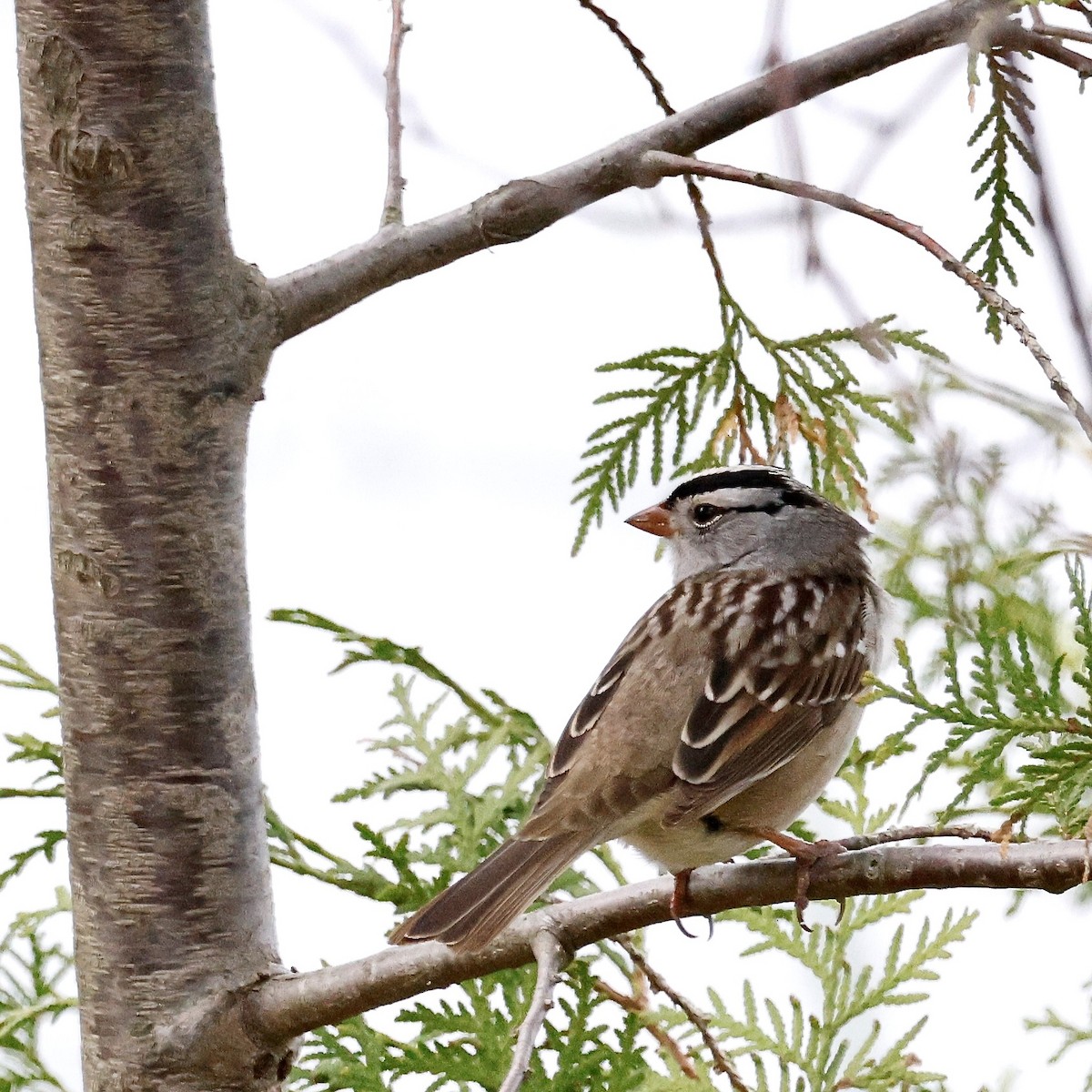 White-crowned Sparrow - ML619218926