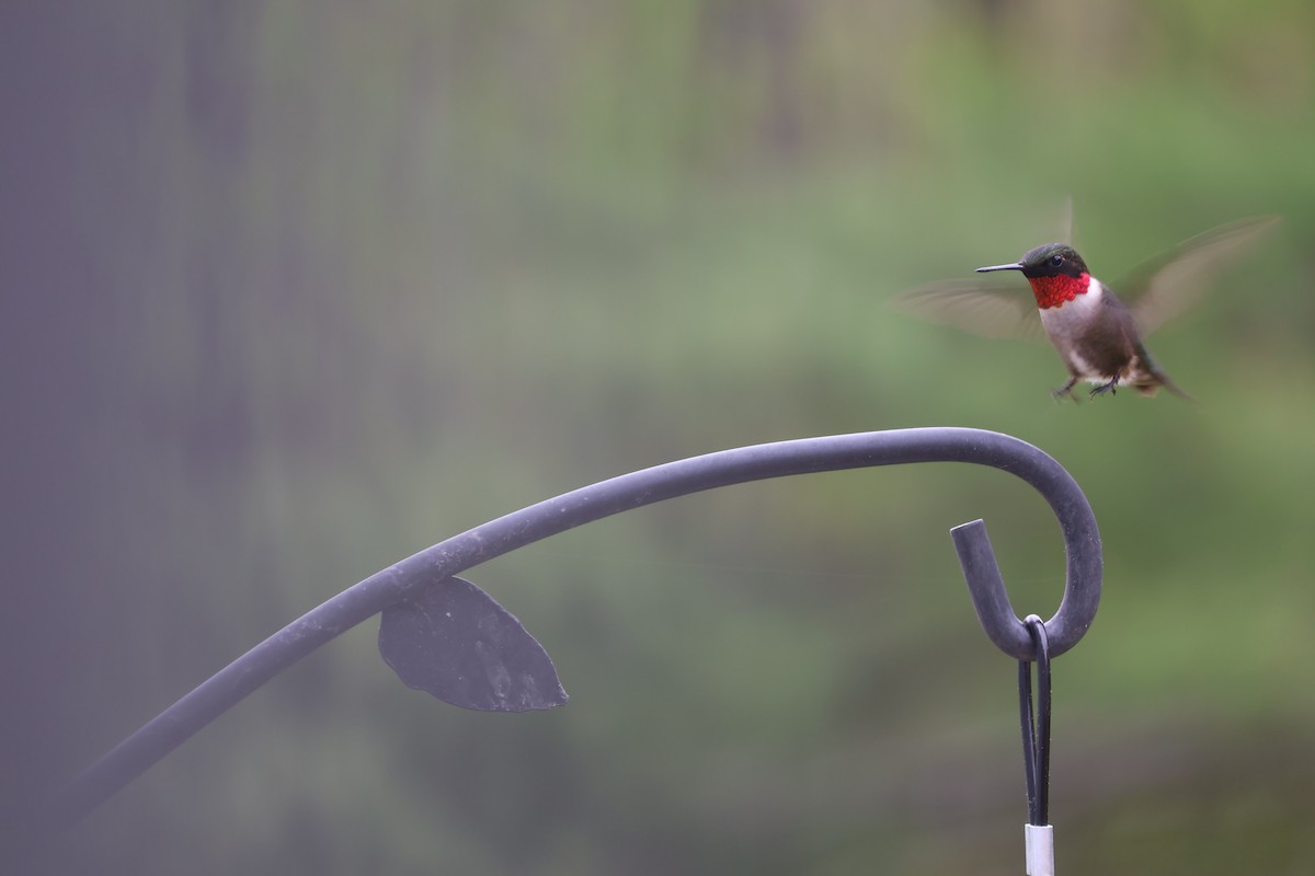 Ruby-throated Hummingbird - ML619218928
