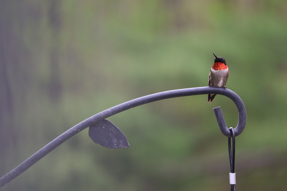 Ruby-throated Hummingbird - ML619218929