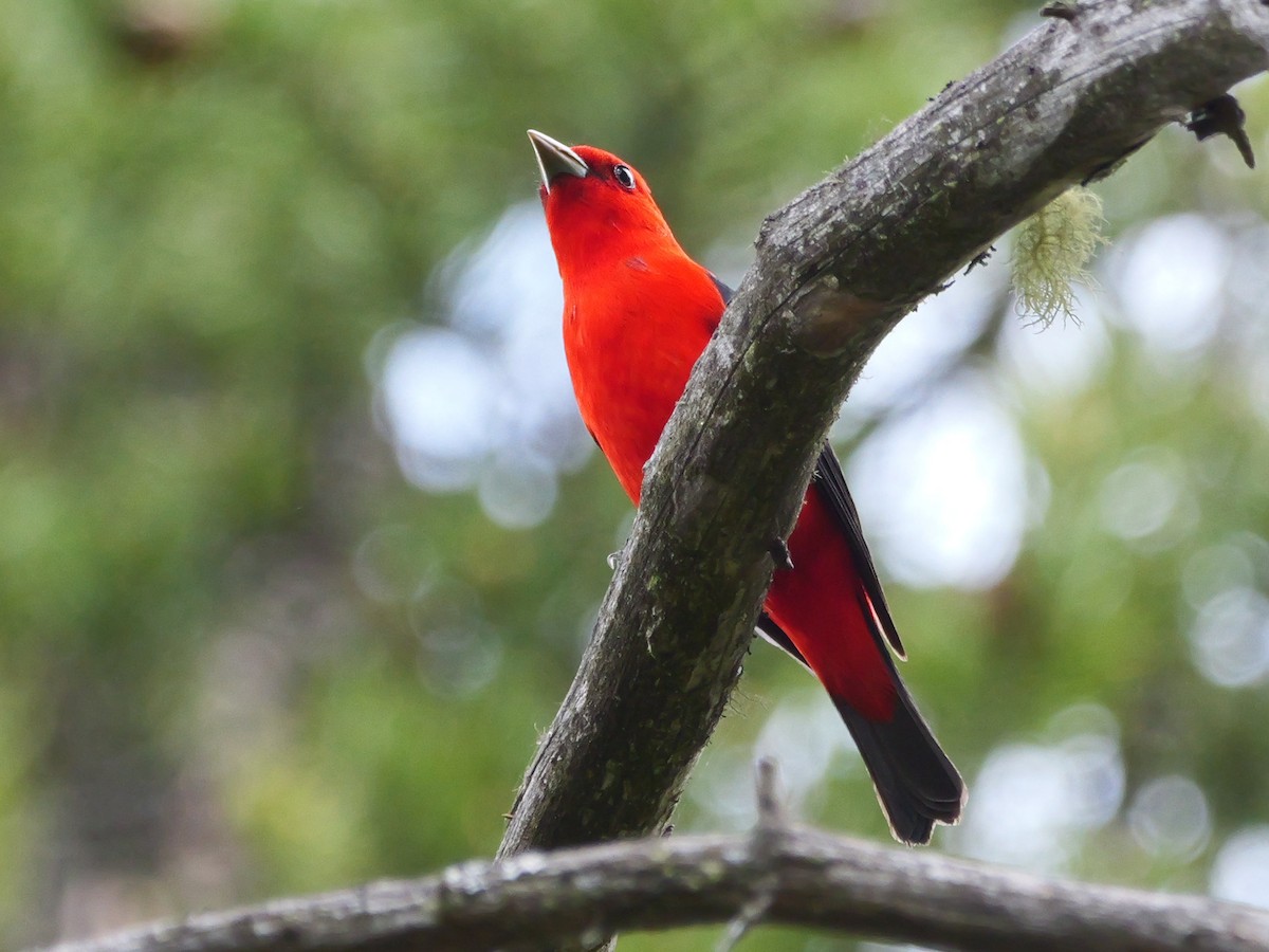 Scarlet Tanager - ML619218959