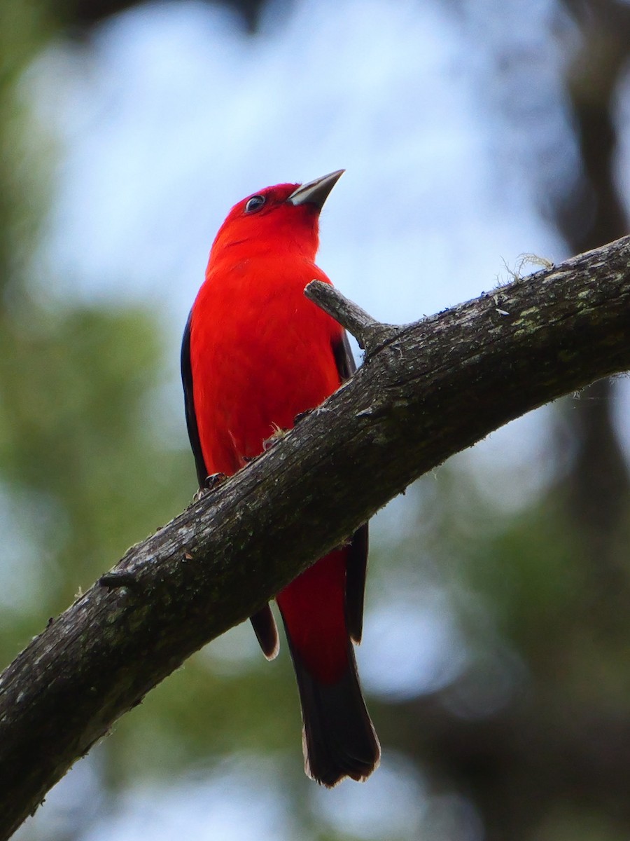 Scarlet Tanager - ML619218960