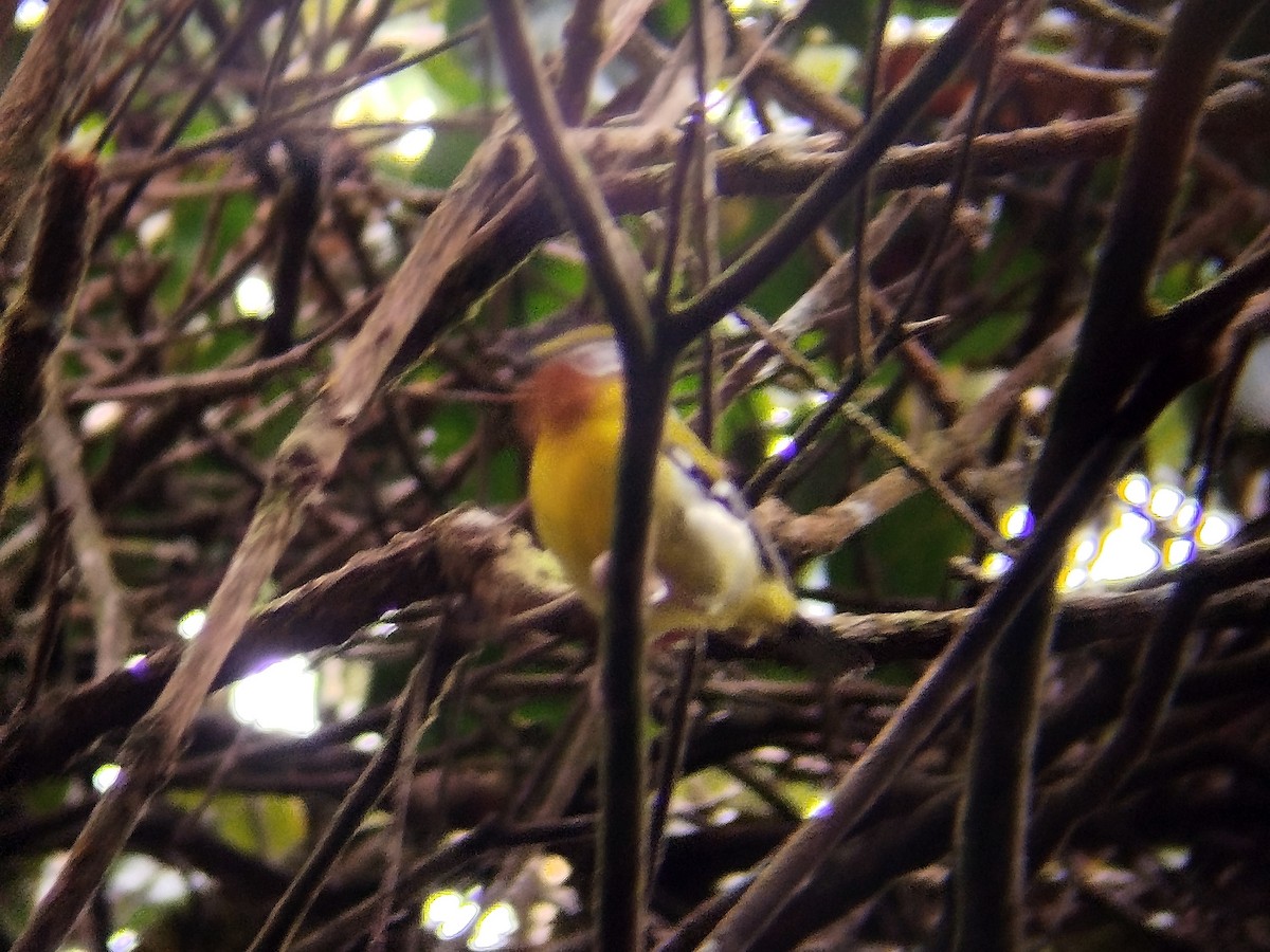 Black-eared Shrike-Babbler - ML619219010