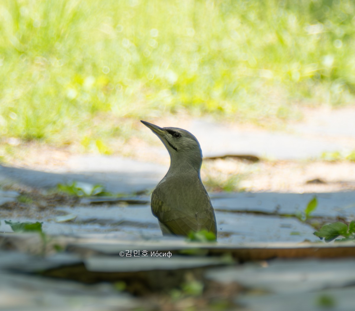 Gray-headed Woodpecker - ML619219048