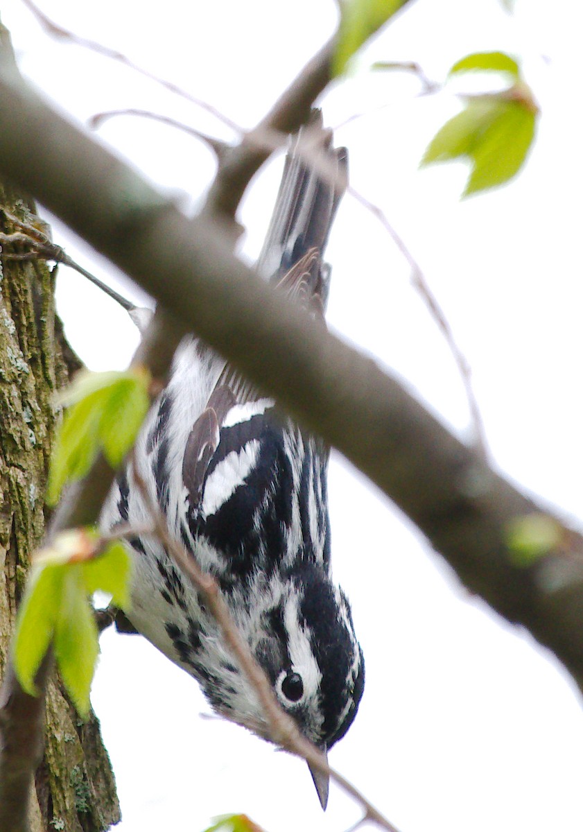 Black-and-white Warbler - ML619219073