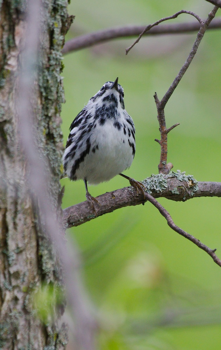 Black-and-white Warbler - ML619219074
