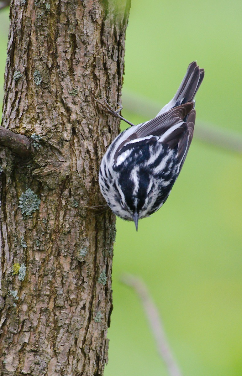 Black-and-white Warbler - ML619219075