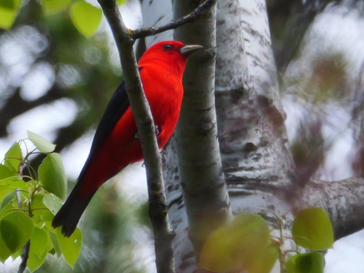 Scarlet Tanager - ML619219077